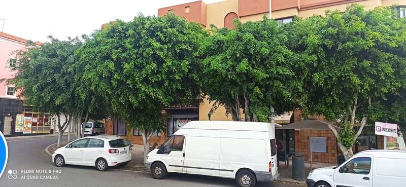 Imagen de los árboles de la rotonda de La Barranquera / TA